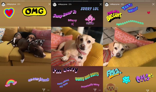 Miley Cyrus' dogs